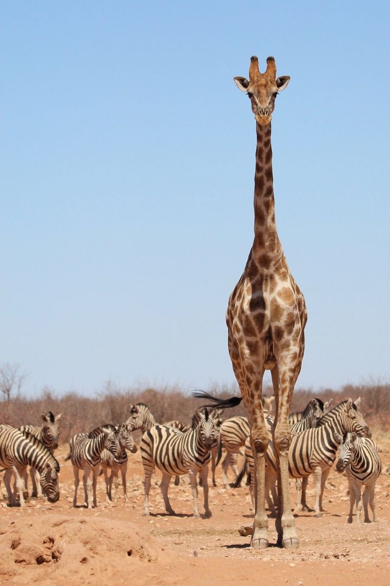 SELOUS GAME RESERVE