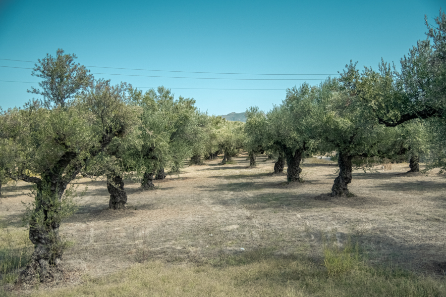 Оливковые рощи на о Закитос