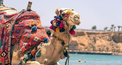 Индийский максимум: 9 городов, ярмарка верблюдов и рассвет в Тадж-Махале