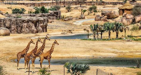 Зоопарк и горячие источники Аль Айна