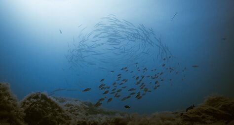 Кто проживает на дне океана, или Пробное погружение с аквалангами