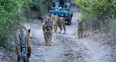 Тигры в дикой природе: заповедная и популярная Индия