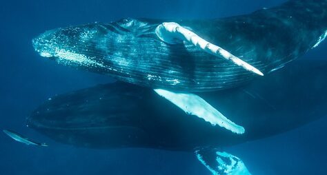 Фотосафари к китам и гора Редонда: групповая экскурсия