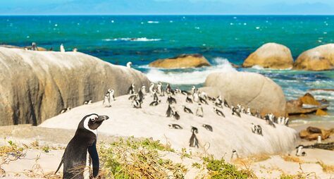 Пингвины, морские котики и мыс Доброй Надежды