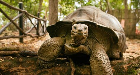 Из Занзибара — на остров гигантских черепах