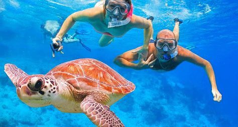 Снорклинг с морскими черепахами в Канкуне