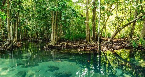 Экспедиция в мангровые джунгли