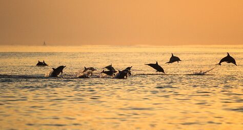 На рассвете к дельфинам: поездка на север Бали