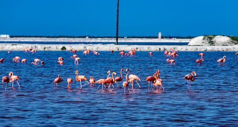 Чичен-Ица и Розовые озера из Канкуна