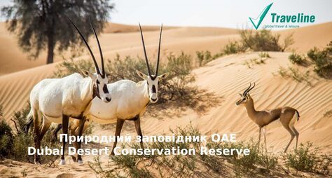 Природний заповідник Dubai Desert Conservation Reserve відкритий для відвідування