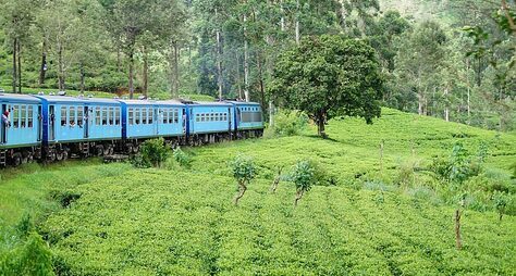 Горы Шри-Ланки: чайные плантации, экзотические растения и водопады