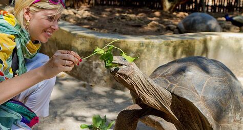 Большие черепахи на маленьком острове Чангу