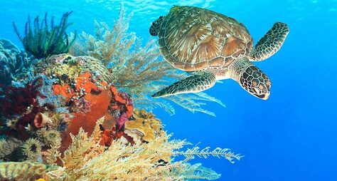 Канкун: снорклинг с морскими черепахами и купание в сеноте