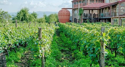 В Кахетию — край виноградной лозы!