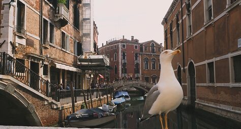 Венеция: групповая обзорная экскурсия + посещение базилики Сан-Марко