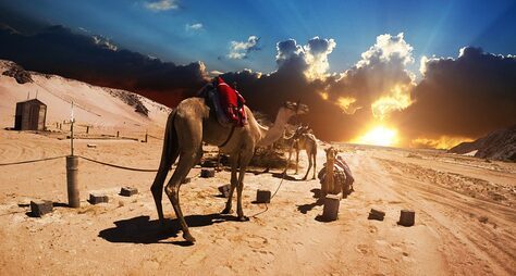 Арабская ночь: сафари на верблюдах в Хургаде