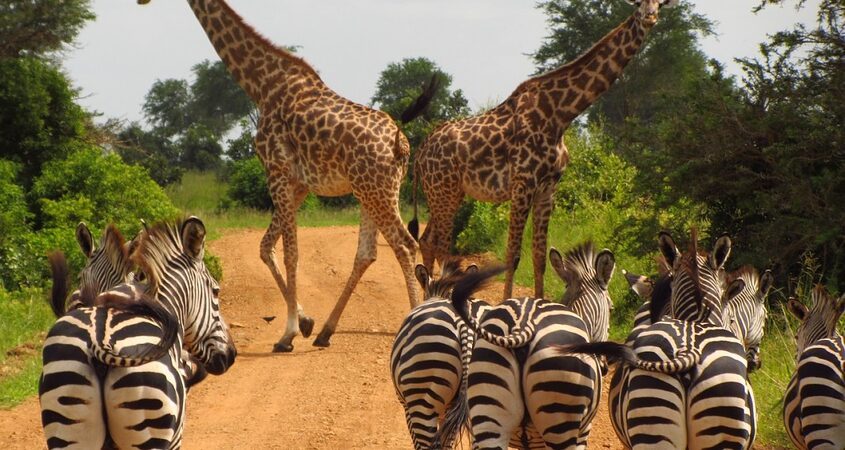 Селусський заповідник SELOUS GAME RESERVE у Танзанії